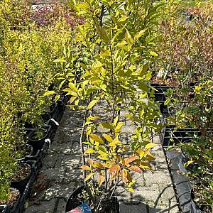 Ilex verticillata Container 12lt. 80/100cm.