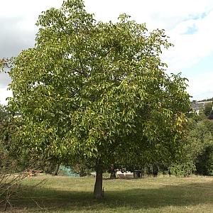 Juglans regia Container 25lt. 8/10cm.