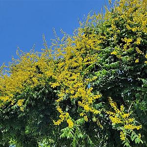Koelreuteria paniculata Container 40lt. 8/10cm.