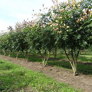 Koelreuteria paniculata meerstammig Container 160l. 250/300cm.