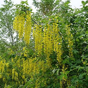Laburnum wat. 'Vossii' Container 25lt. 180cm. stam