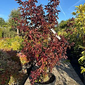 Lagerstroemia indica Container 20lt. 50/55cm.