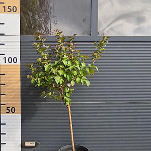 Lagerstroemia indica 'Dynamite' Container 20lt. Stam 40cm.