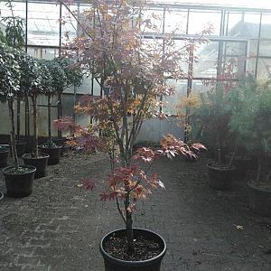 Japanse esdoorn | Bast de Plantgigant