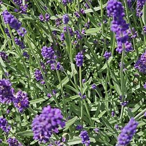Lavandula ang. 'Hidcote' Pot 9cm.