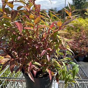 Leucothoe zeblid Container 3lt.