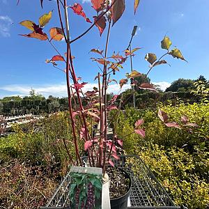 Leycesteria formosa 'Purple Rain' Container 3lt. 40/60cm.