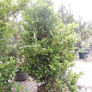 Ligustrum texanum Container 65lt. 175/200cm.