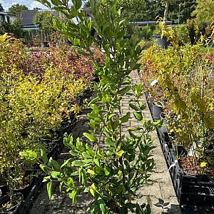Ligustrum japonicum Container 5lt. 80/100cm.