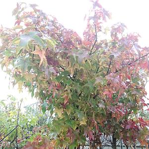 Liquidambar styr. 'Gum Ball' Container 20lt. 6/8cm.