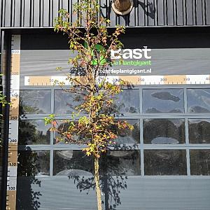 Liquidambar styr. 'Kuijck Garden Select' Draadkluit 14/16cm.