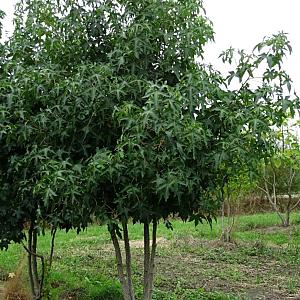 Liquidambar styraciflua Meerstammig Container 70lt. 175/200cm.