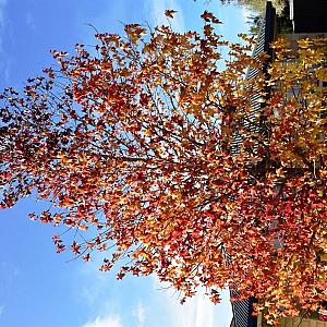 Liquidambar styr. 'Worplesdon' Container 110lt. 14/16cm.