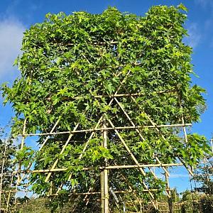 Liquidambar styr. 'Worplesdon' Leivorm Draadkluit 12/14cm.