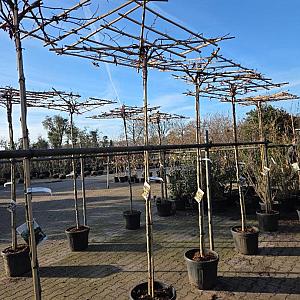Liquidambar styr. 'Worplesdon' Dakvorm Draadkluit 20/25cm.