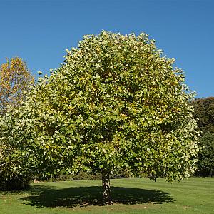 Liriodendron tulipifera Container 110lt. 16/18cm.