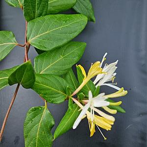 Lonicera jap. 'Hall's Prolific' Container 2lt. 60/70cm.