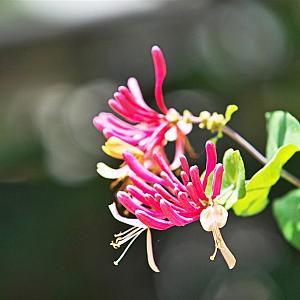 Lonicera jap. 'Red World' Container 2lt. 60/70cm.