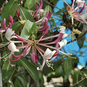 Lonicera per. 'Belgica' Container 2lt. 60/70cm.