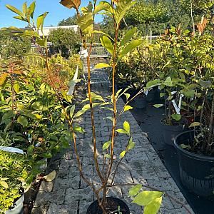 Magnolia soulangeana Container 20lt. 6/8cm.