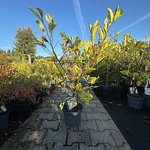 Magnolia stellata Container 5lt.