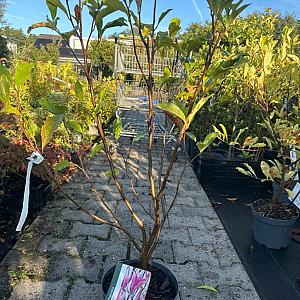 Magnolia 'Susan' Container 5lt. 50/60cm.