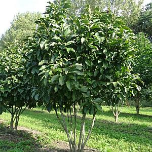 Magnolia 'Susan' Meerstammig Draadkluit 250/275cm.