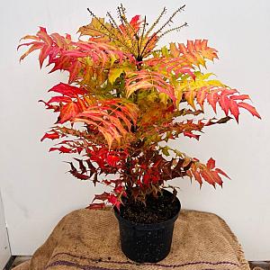 Mahonia media 'Winter Sun' Container 5lt.