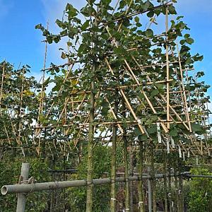 Tillia vulgaris 'Pallida' Leivorm Container 150lt. 20/30cm.