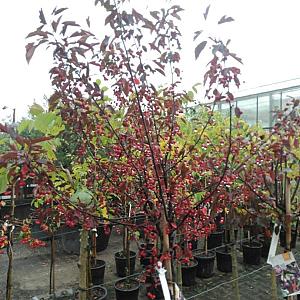 Malus toringo 'Freja' Container 35lt. 12/14cm.