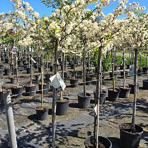 Malus toringo 'Tina' Container 20lt. 120cm. stam