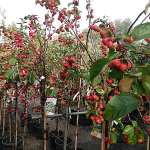 Malus 'Evereste' Container 30lt. 10/12cm.