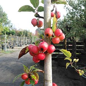 Malus 'Red Sentinel' Container 15lt. 200/220cm.