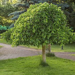 Morus alba 'Pendula' Container 30lt. 180cm. stam