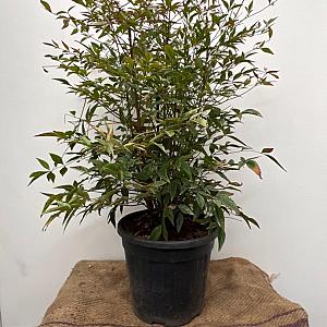 Nandina domestica Container 40lt. 125/150cm.