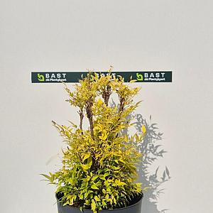 Nandina domestica 'Lemon & Lime' Container 10lt. 40/45cm.