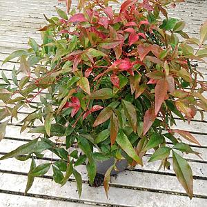 Nandina domestica 'Magical Sun' Container 2lt. 30/40cm.