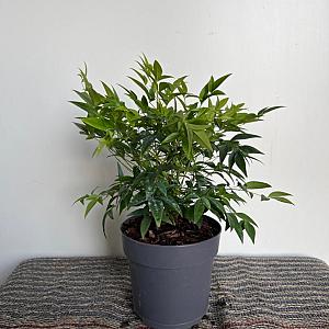 Nandina dom. 'Magical Lemon and Lime' Container 3lt. 25/30cm.