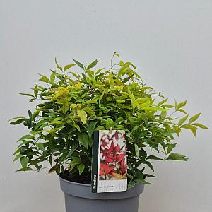 Nandina domestica 'Firepower' Container 3lt. 25/30cm.