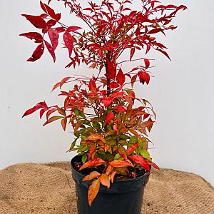 Nandina domestica 'Gulf Stream' Container 3lt. 20/25cm.