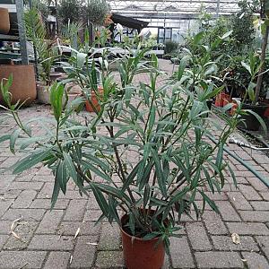 Nerium oleander Container 5lt. 60/80cm.