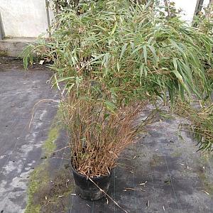 Fargesia Rufa Container 5lt. 80/100cm.