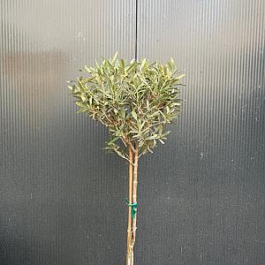 Olea europaea op stam Container 10lt. 80/100cm.