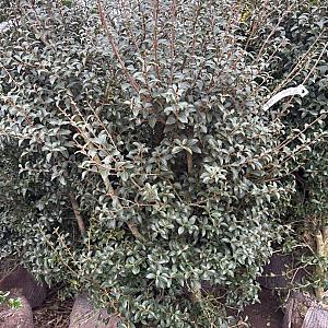 Osmanthus burkwoodii Container 30lt. 140/160cm.