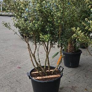 Osmanthus burkwoodii Meerstammig Container 65lt. 140/160cm.