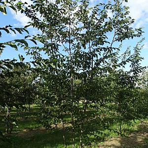 Ostrya carpinifolia Meerstammig Container 300lt. 400/450cm.