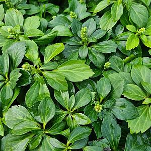 Pachysandra terminalis Pot 9cm.