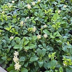 Pachysandra term. 'Green Carpet' Pot 9cm.