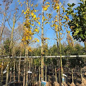 Parrotia persica Container 45lt. 10/12cm.
