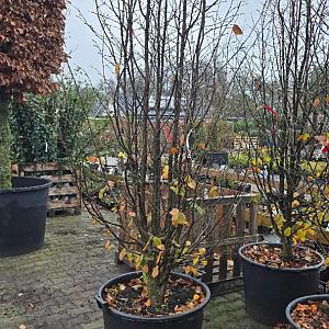 Parrotia percica 'Bella' Container 130lt. 300/350cm.